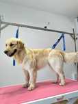 Sprzedam Psa / suczkę Golden Retriever