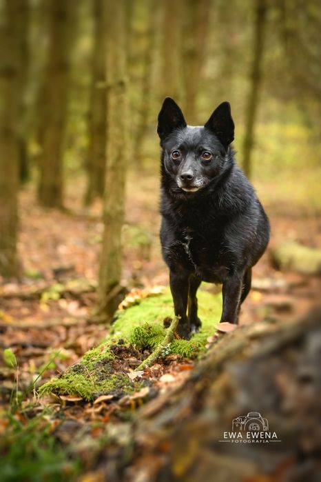 Reksio 5 kg mikro piesek do adopcji