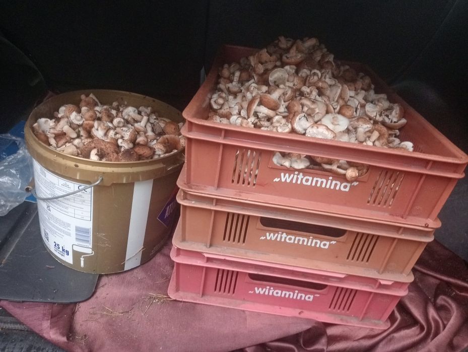 Grzyby opieńki 25 zl wysyłka