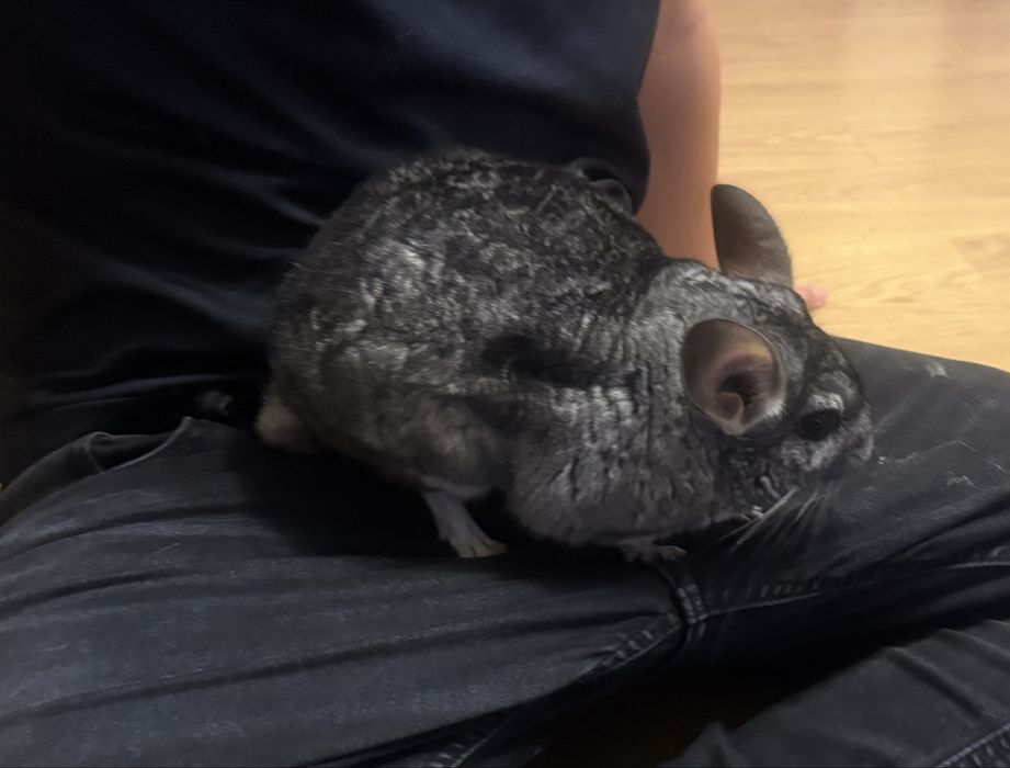 Dwie szynszyle z wolierą- samiczki