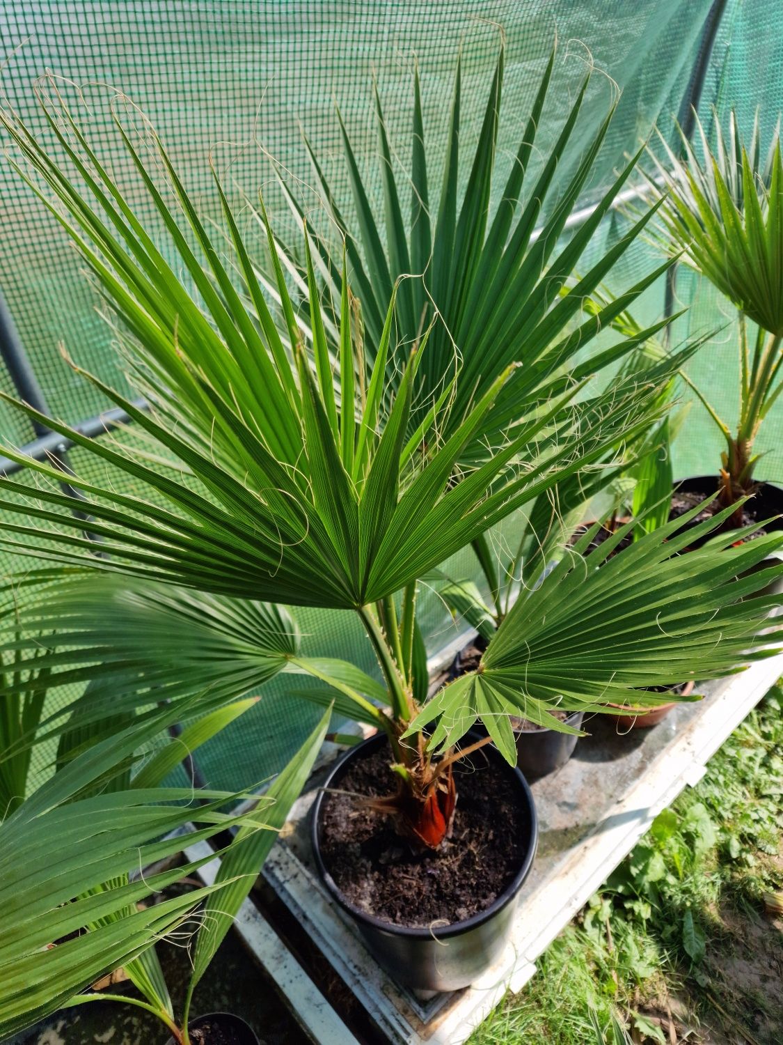 Palma sadzonki małe i duże