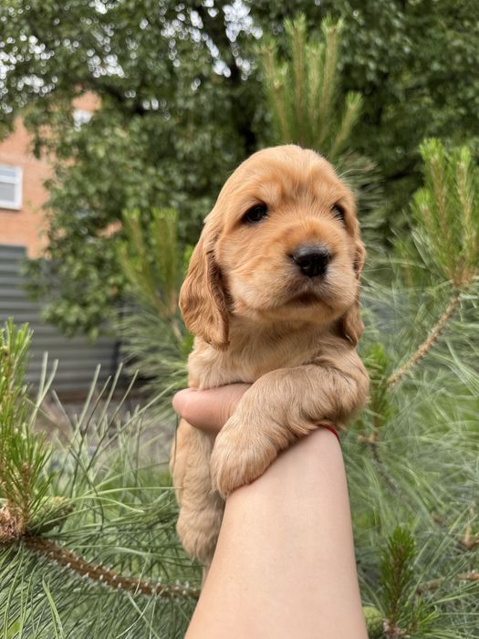 Милі пухнастики з документами