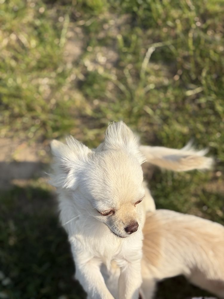 Chłopczyk chihuahua FCI