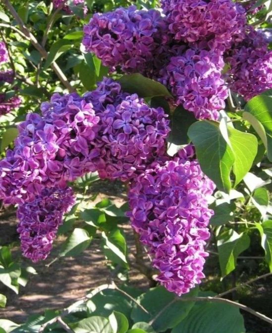 Сирень бузок саженцы сирени