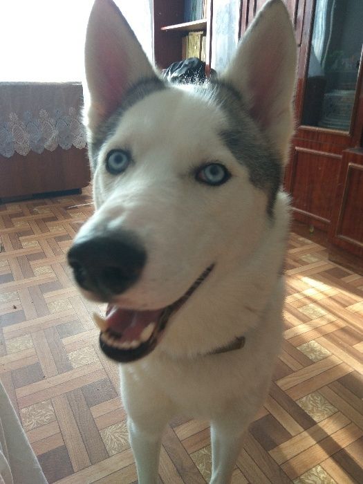 Хаски Вязка звонить