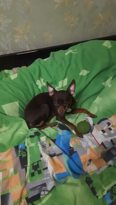 В'язка собак той-тер'єр