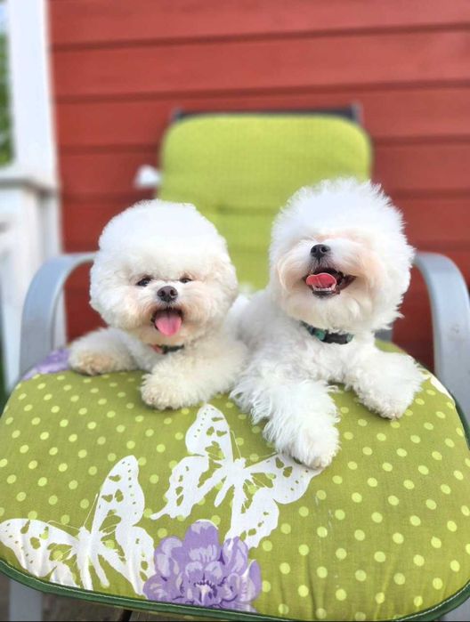 Бишон Фризе..Щенки ТИКАП ( мини). дорого.