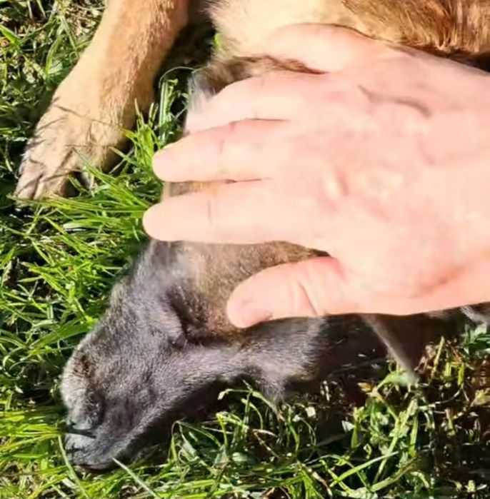 Kto uratuje Emmę?! Sunia gaśnie w schronisku