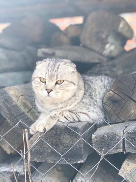 Скотиш фолд,вязка