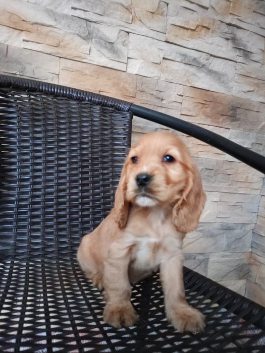 Cocker spaniel angielski piesek