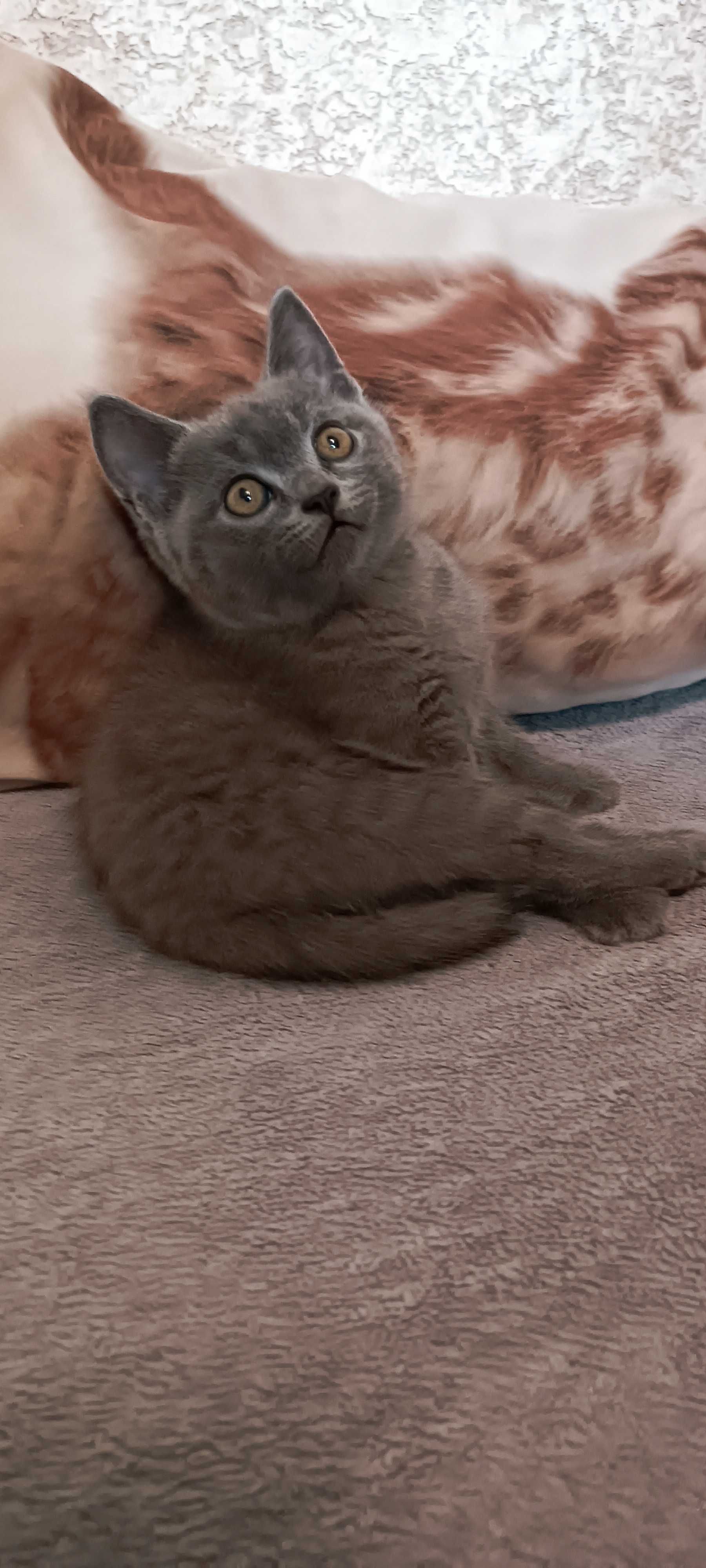 Котики шотландські(скотіш страйт)