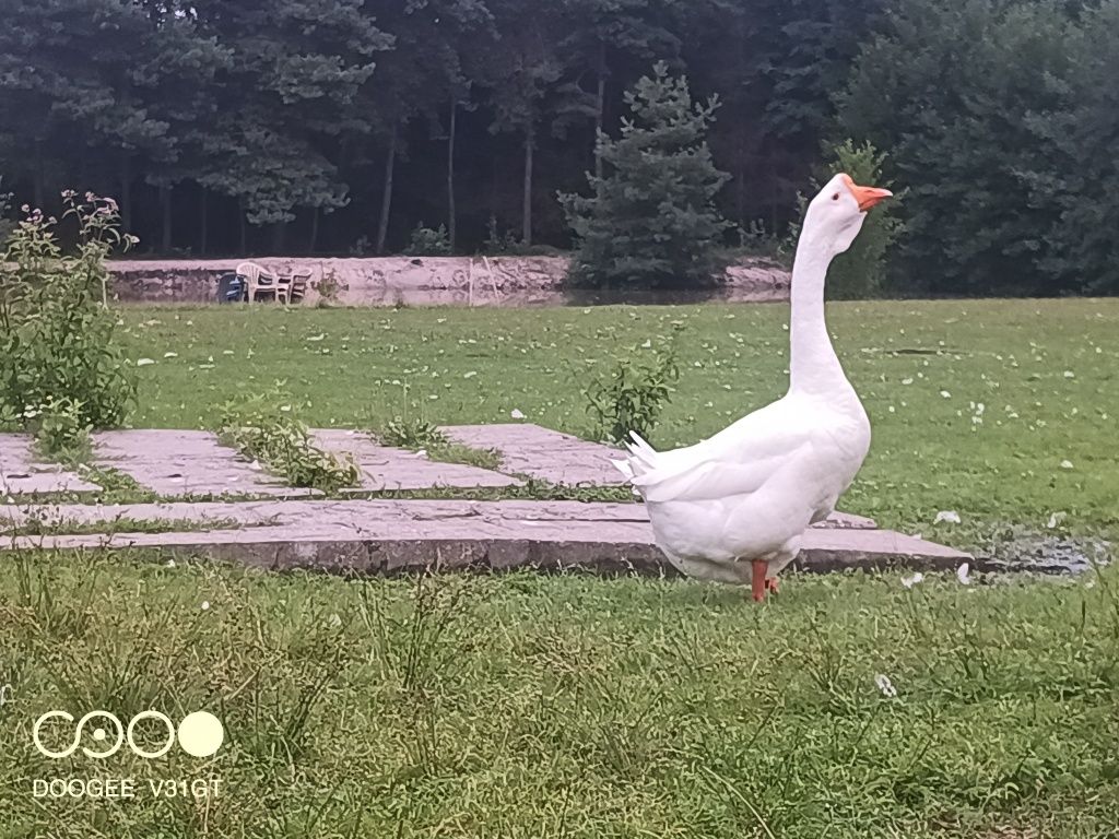 Gęsi chołmogory para