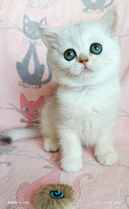 Кошечка серебристая шиншилла, шикарный окрас. Котята есть выбор Киев
