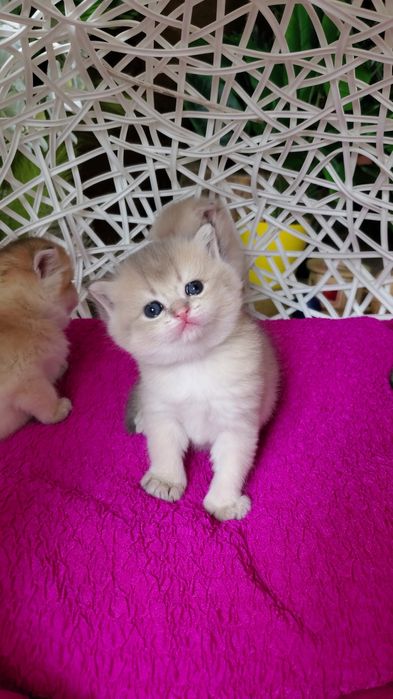 Нежненькие и ручные малыши золотая шиншилла