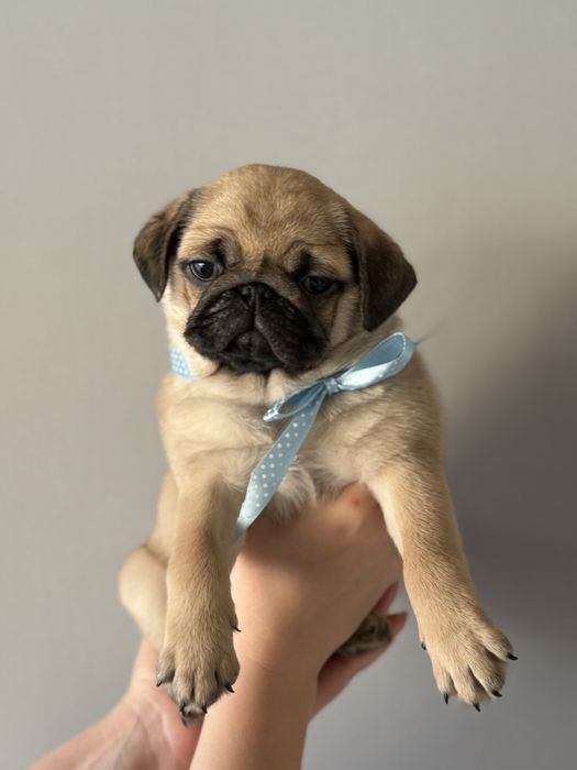 Мопси - цуценята.  Договірна ціна