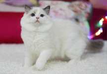 Piękny kocurek Ragdoll blue bicolor,  rodowód FPL