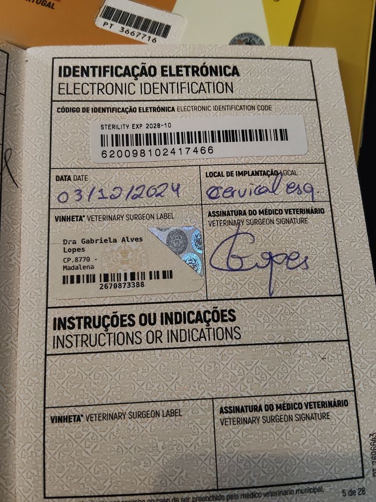 Cadela muito bonita para venda