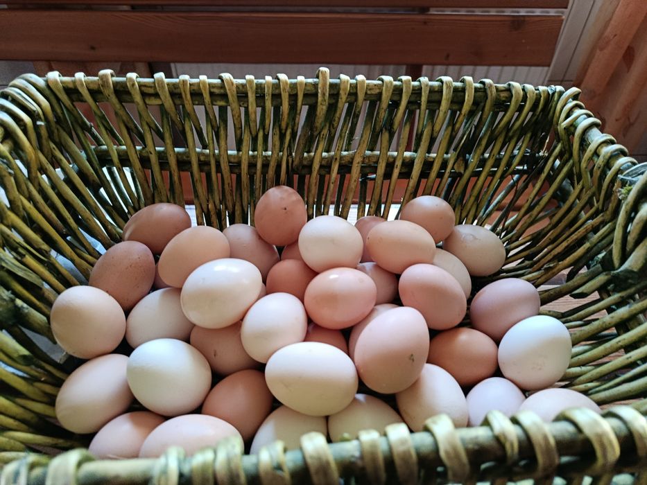 Jajka od kur z wolnego wybiegu