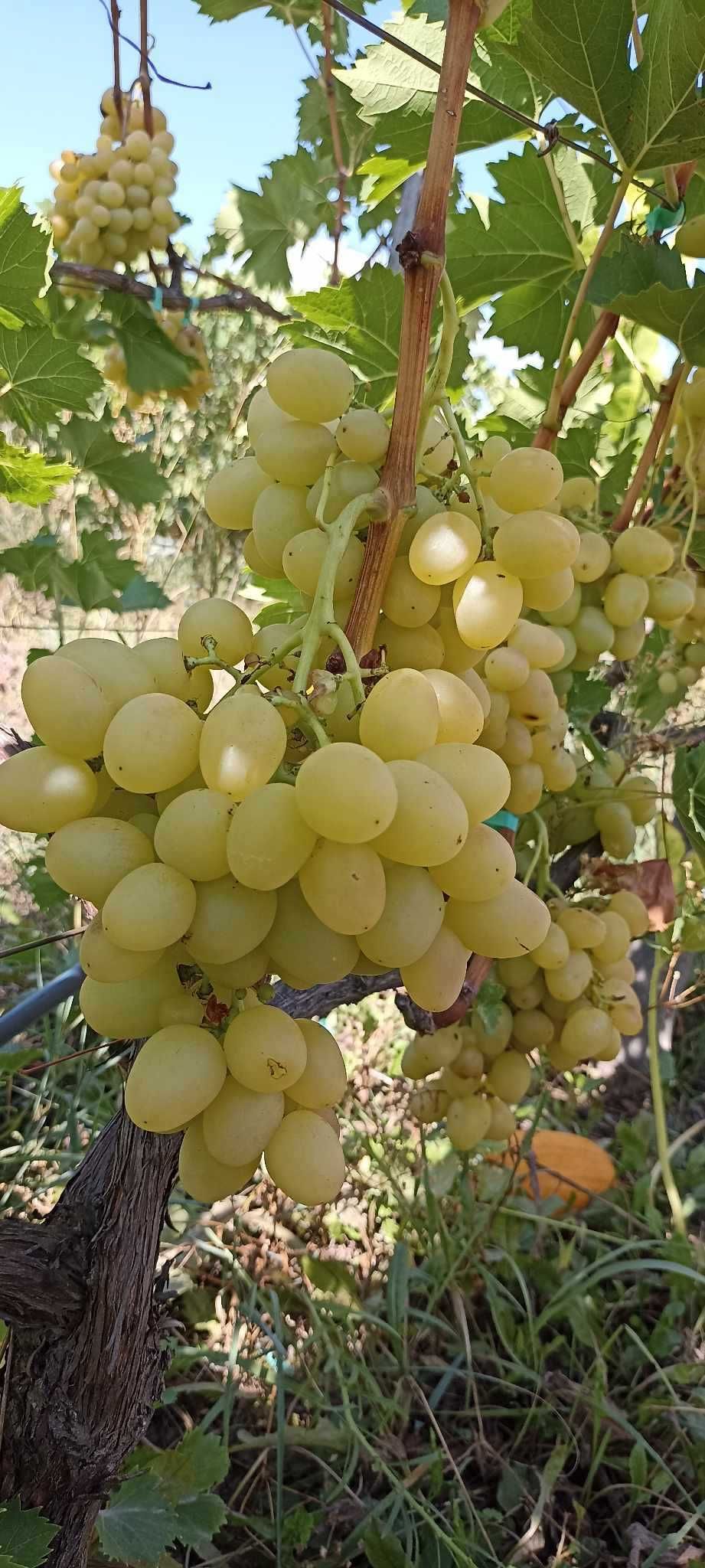 Саджанці винограду- Живці Чубуки Лоза. Приймаемо замовлення на Осінь