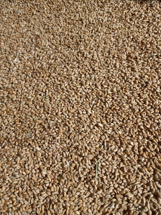 Pszenica ozima Euforia Angelus