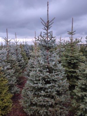 żywe choinki z dostawą