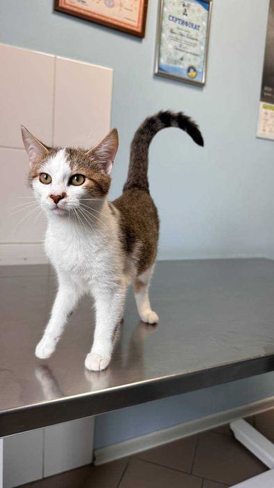 Подарю прекрасних котів