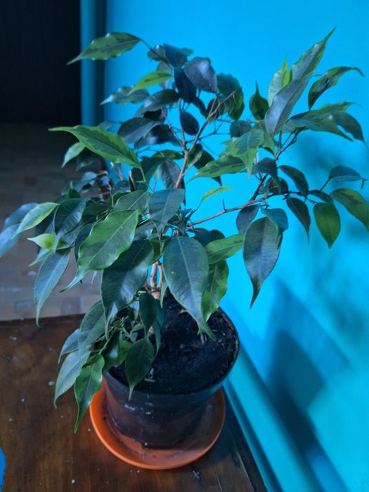 Фікус Бенджаміна кімнатна рослина, не потребує  особового догляду