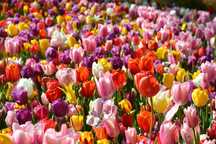 Tulipan POLSKI mieszanka mix 25 szt. Cebulki Tulipanów Tulipany Cebule