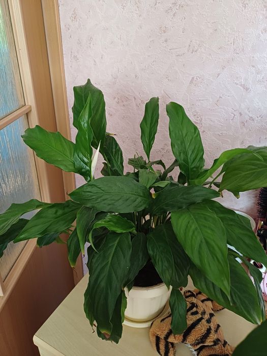 Спатифиллум, вазон с растениями