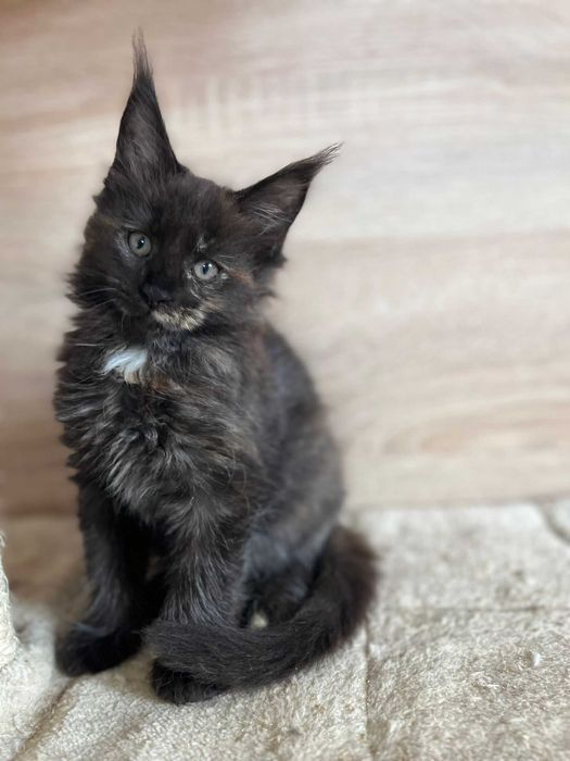 Kotka Maine coon f 09 linia shaded