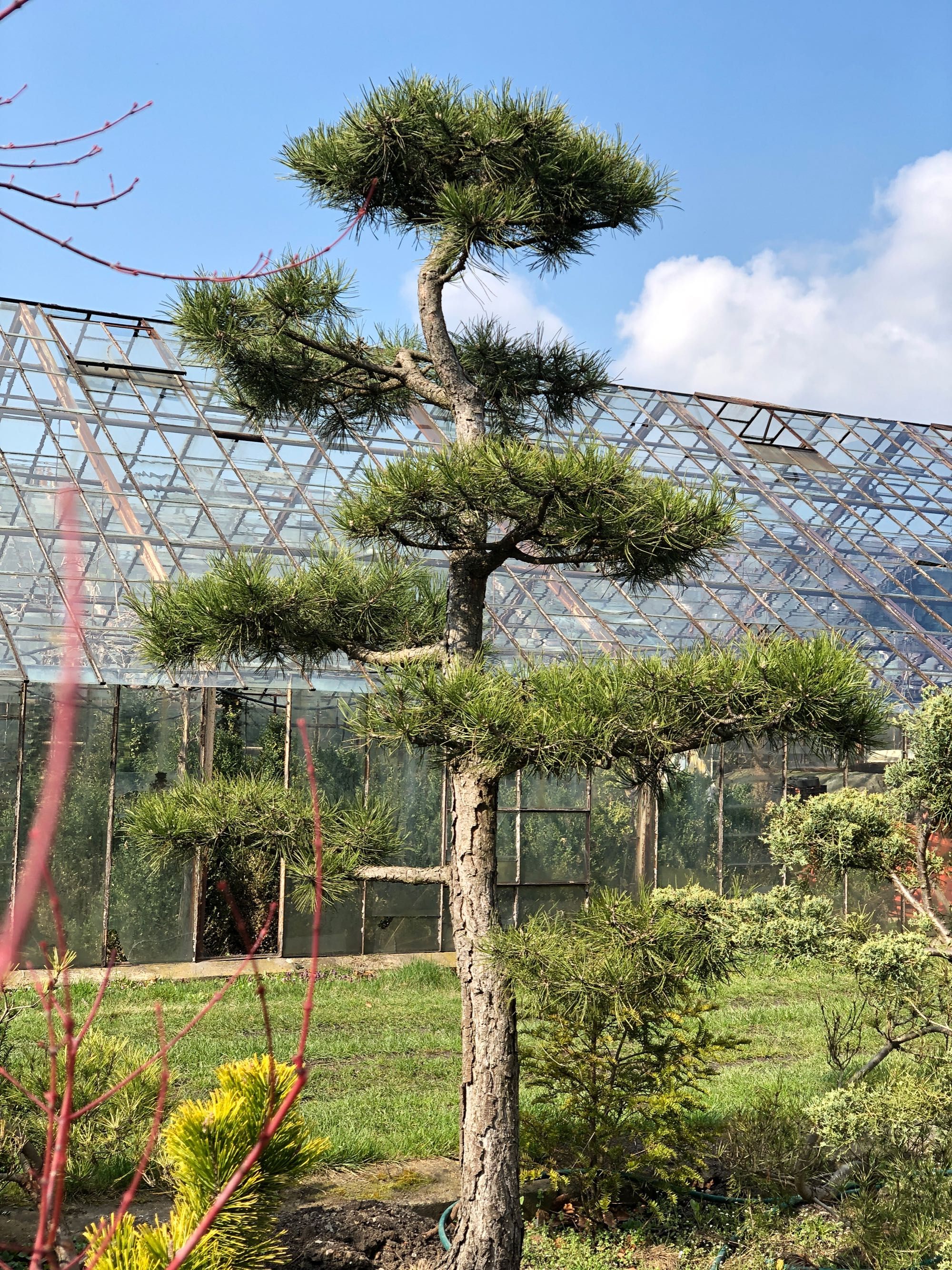 Bonsai ,jałowiec , sosna formowane