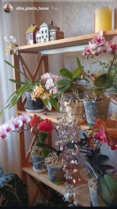 Фіто світильник Samsung LM281b+Pro – 20 ватт