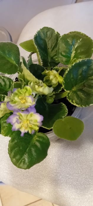 Listki fiołka afrykanskiego