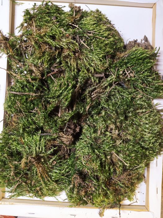 Мох дикран для равликів