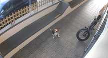 Adopcao responsavel Beagle femea