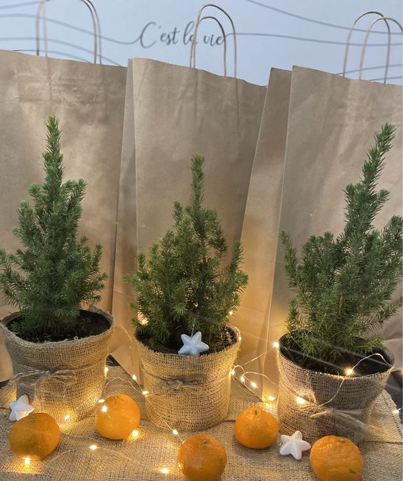 Справжня новорічна ялинка для Вашого свята! Жива ялинка у горщику! h40