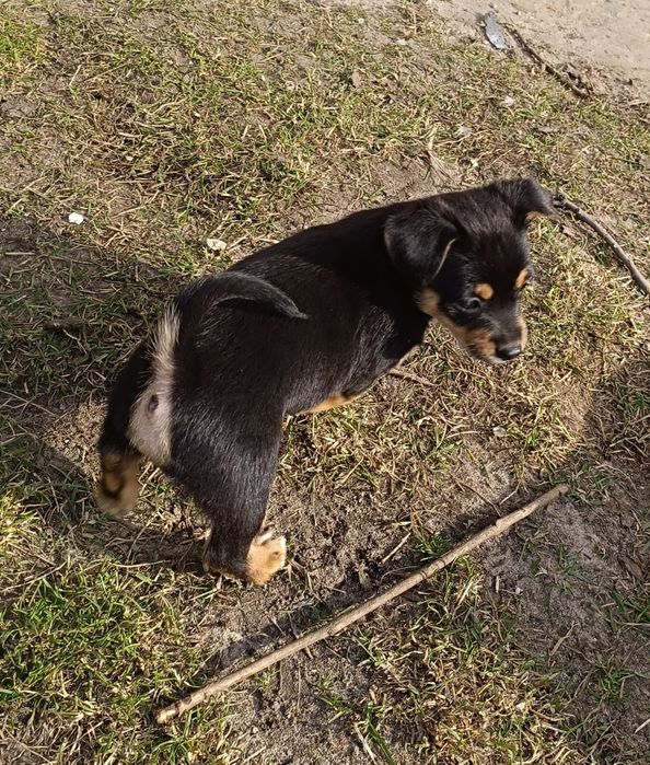 Oddam szczeniaki kundelki za darmo