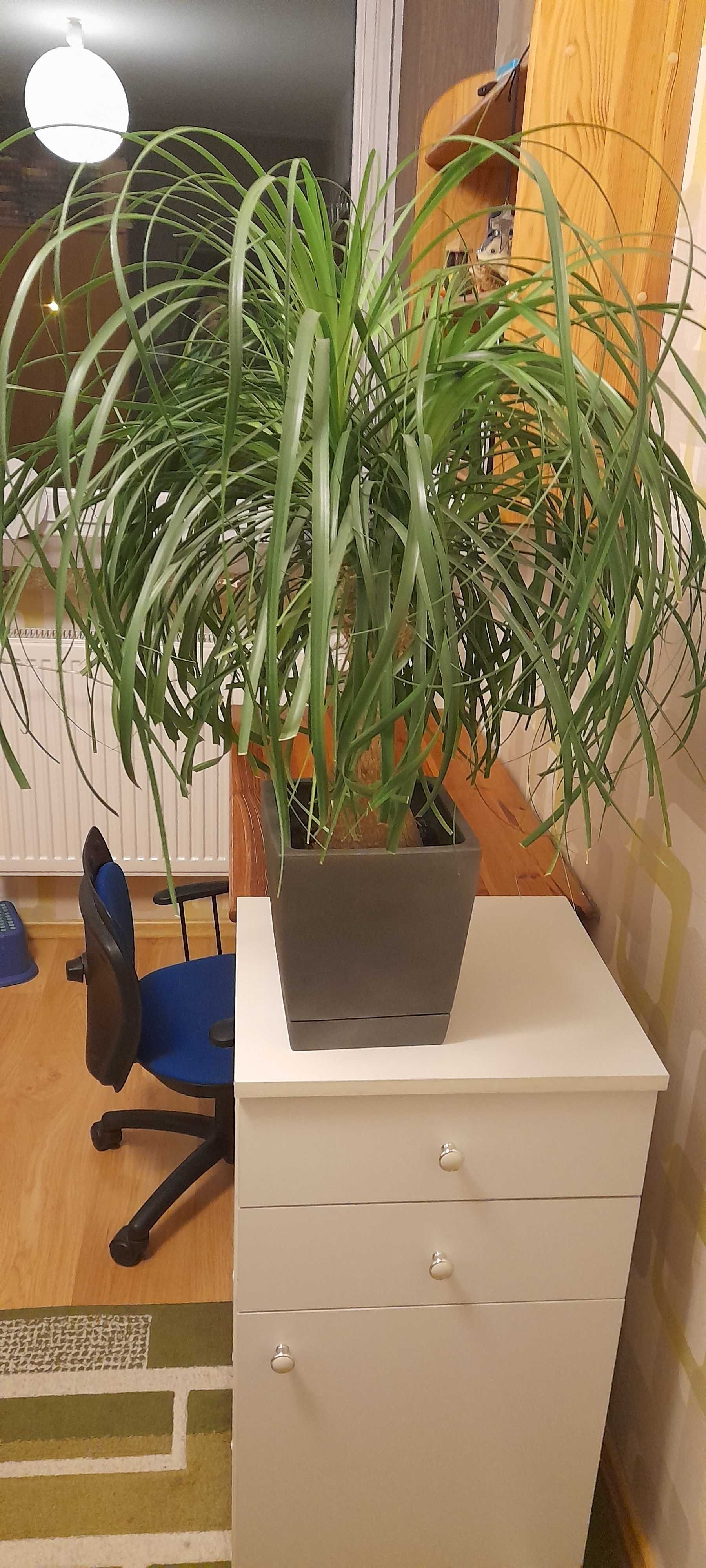 Noga słonia Bokarnea odgięta