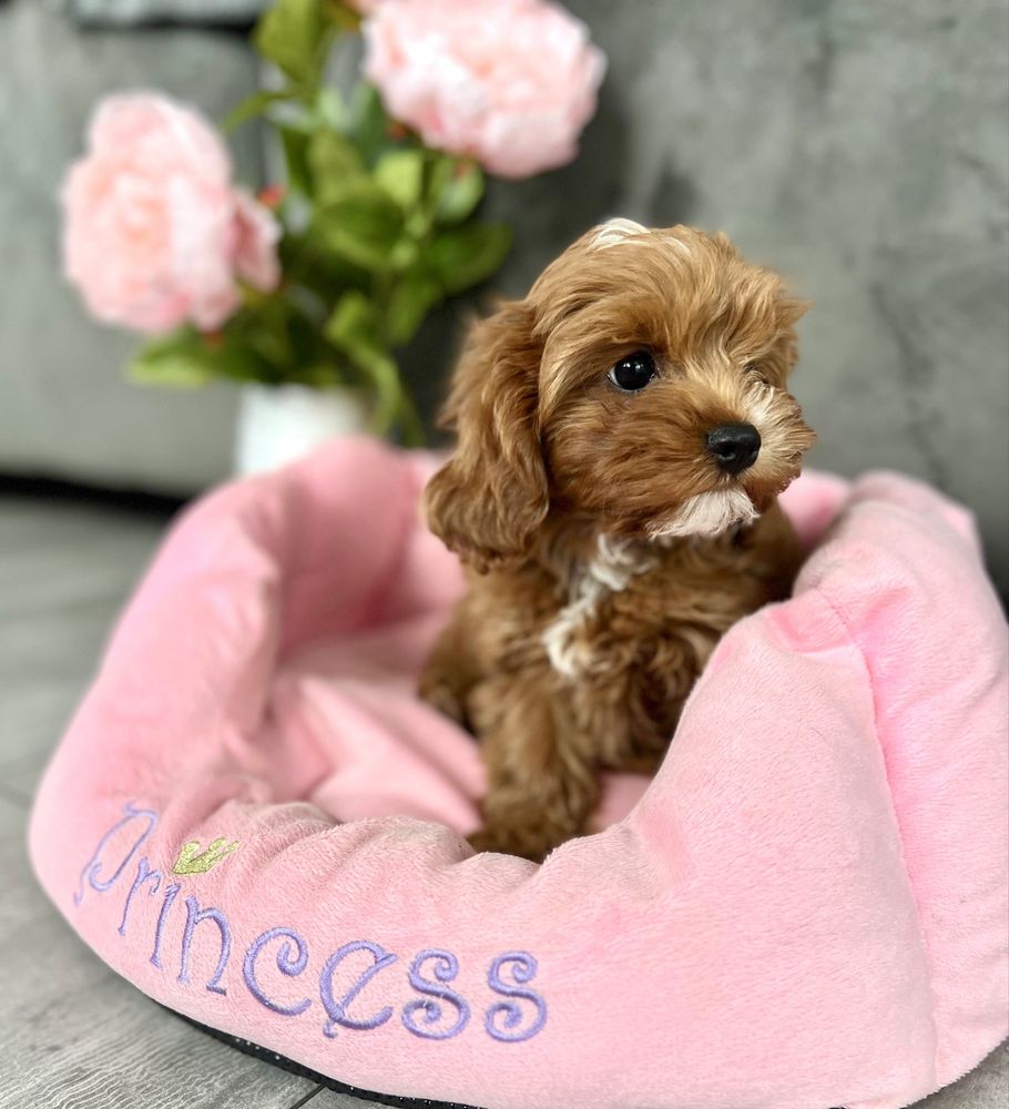 Cavapoo suczka gotowa do odbioru -cavalier & pudel