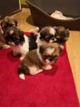 ** Shih Tzu **. SUCZKA - Śliczna malutka dziewczynka
