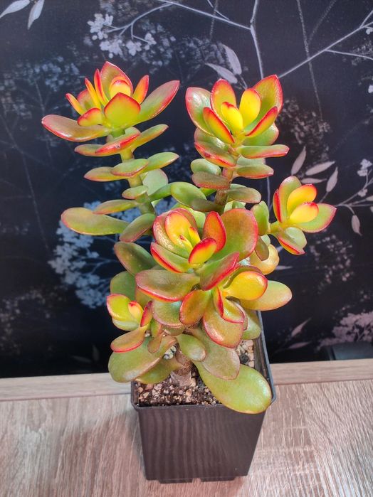 Крассула овата. Денежное дерево. Crassula.