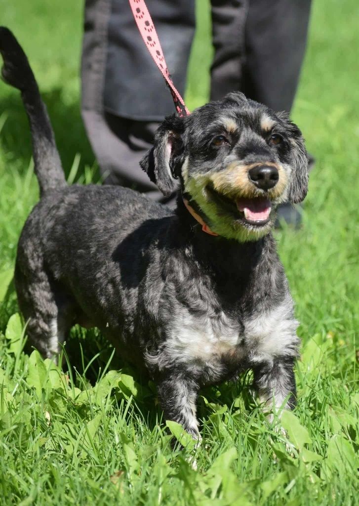 Emma w typie Jamnika do adopcji