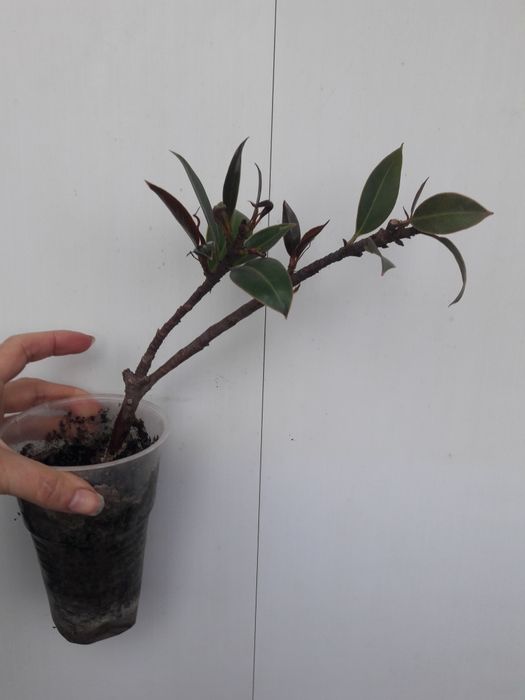 Комнатное растение фикус