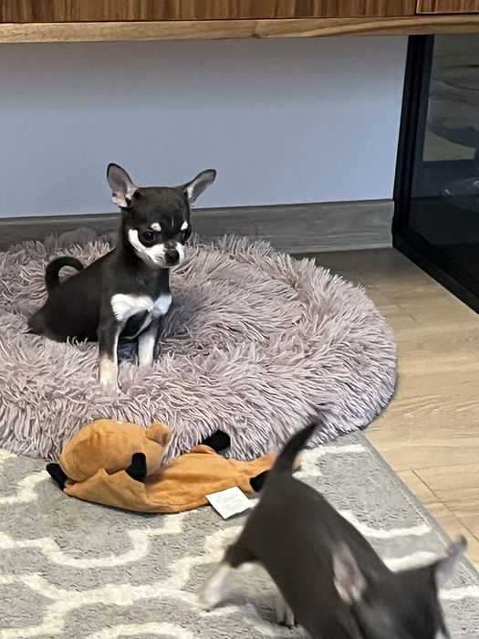 Cudowny piesek chihuahua niebiesko podpalany do odbioru