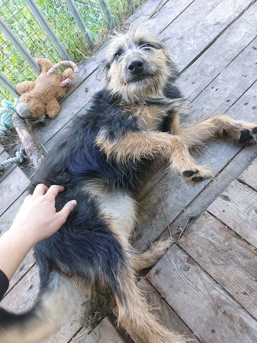 Gwiazdka szuka kochającego domku!