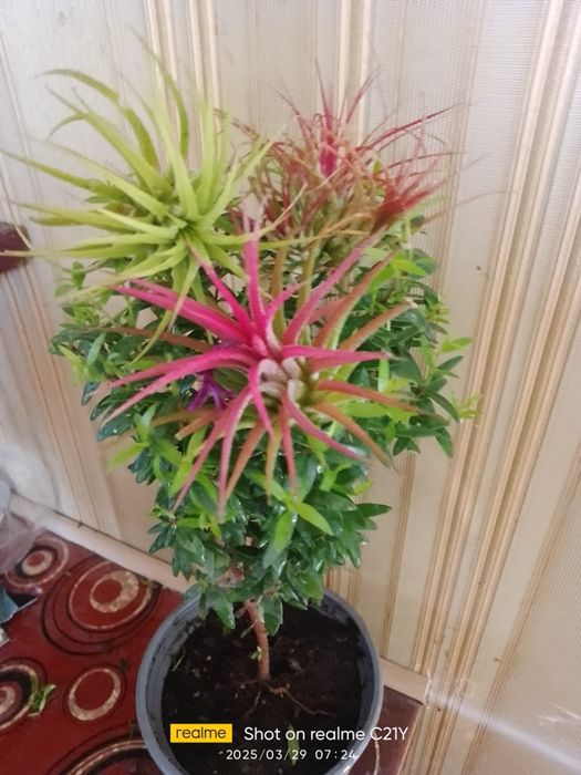 Тілландсія 3 вида, алоказія Поллі,,аспарагус Меєра,калістемон.