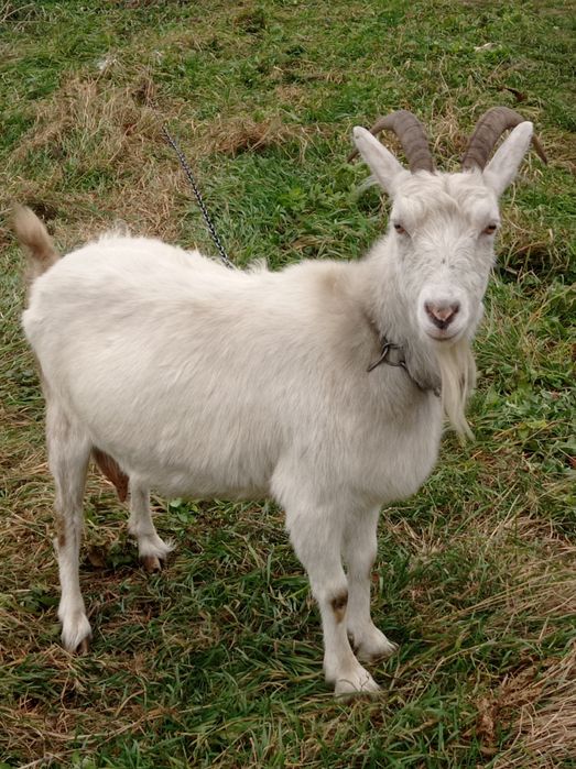 Продам дві кози в хороші руки