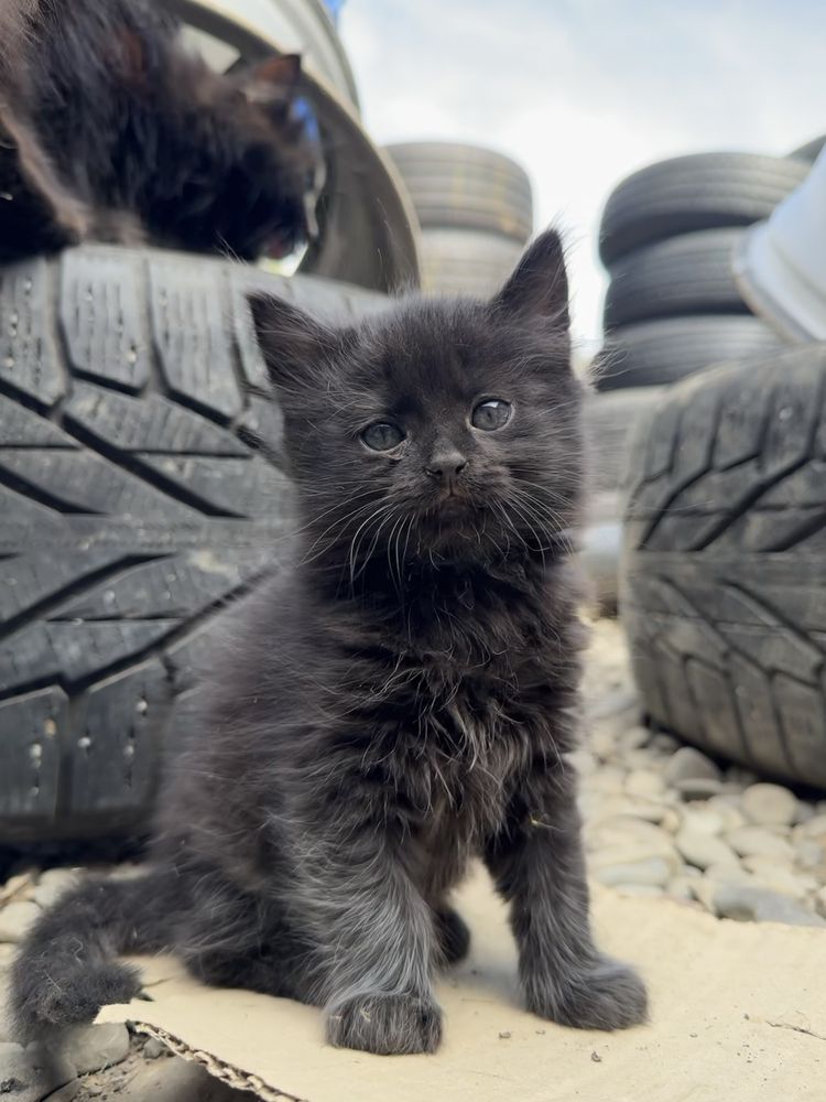 Кошенята в добрі руки
