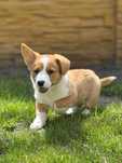 Welsh Corgi Cardigan szczenie FCI
