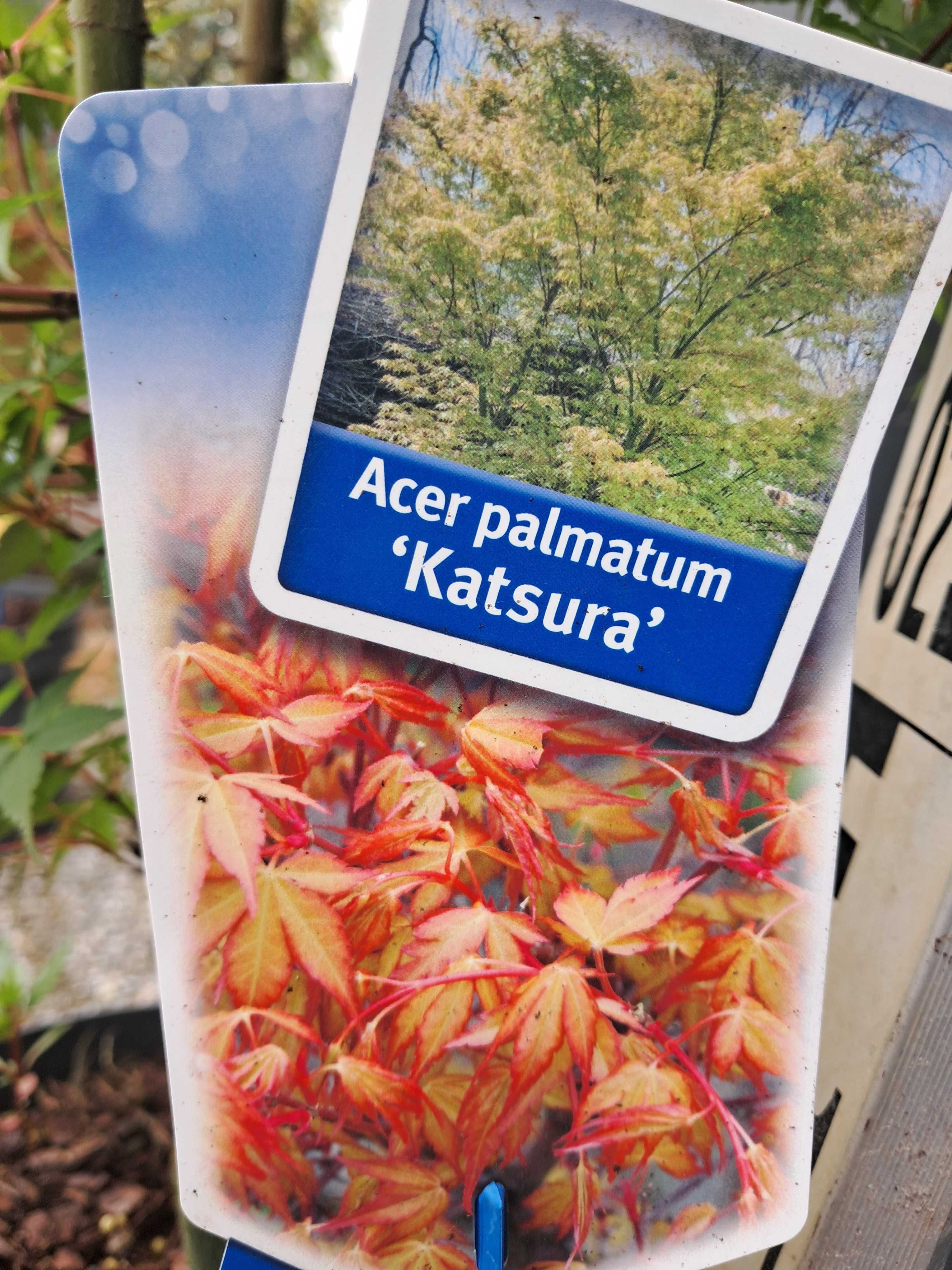 Klon Palmowy Katsura